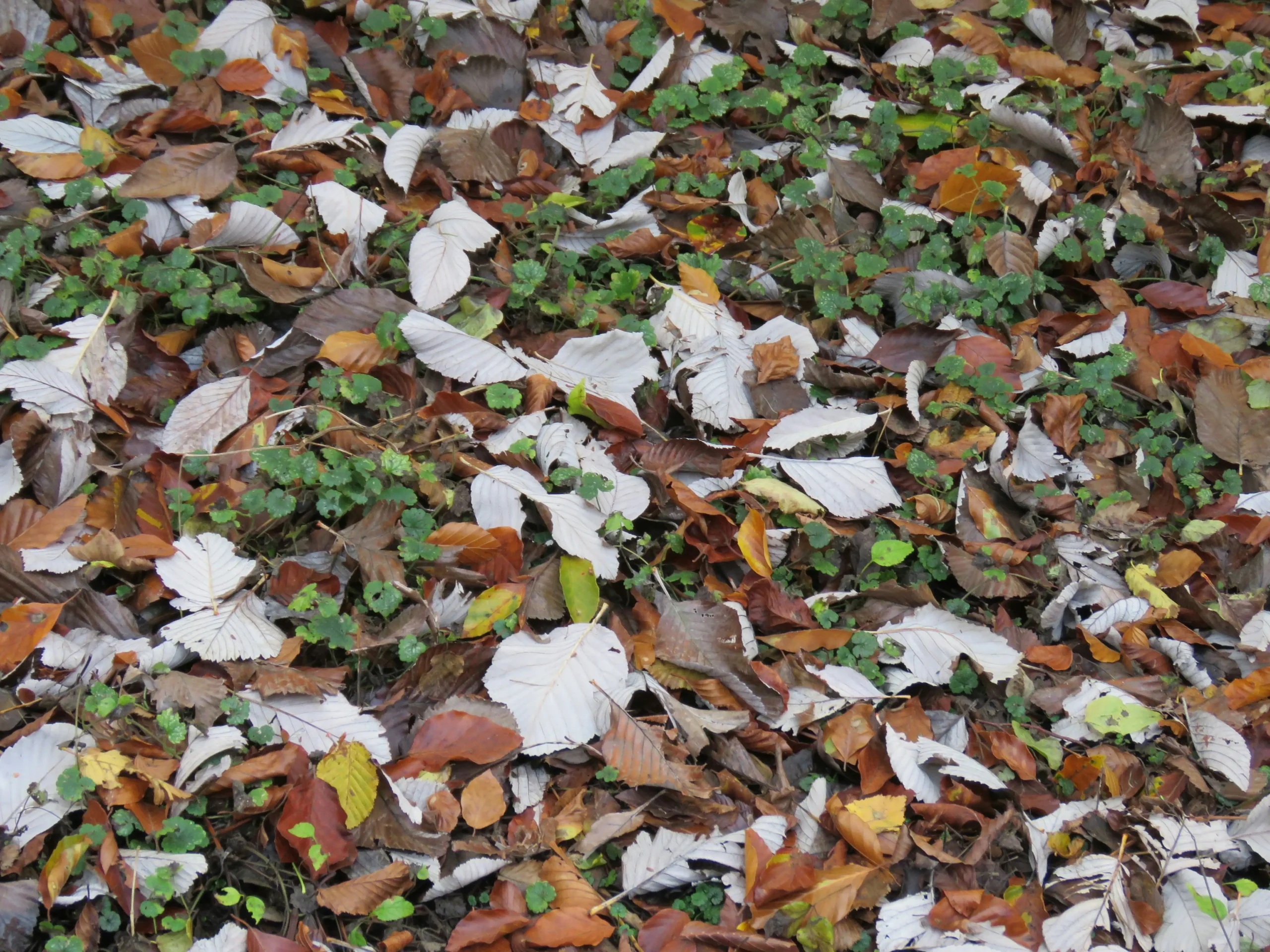 Fall Landscaping Checklist: Prepare Your Lawn and Garden for Winter