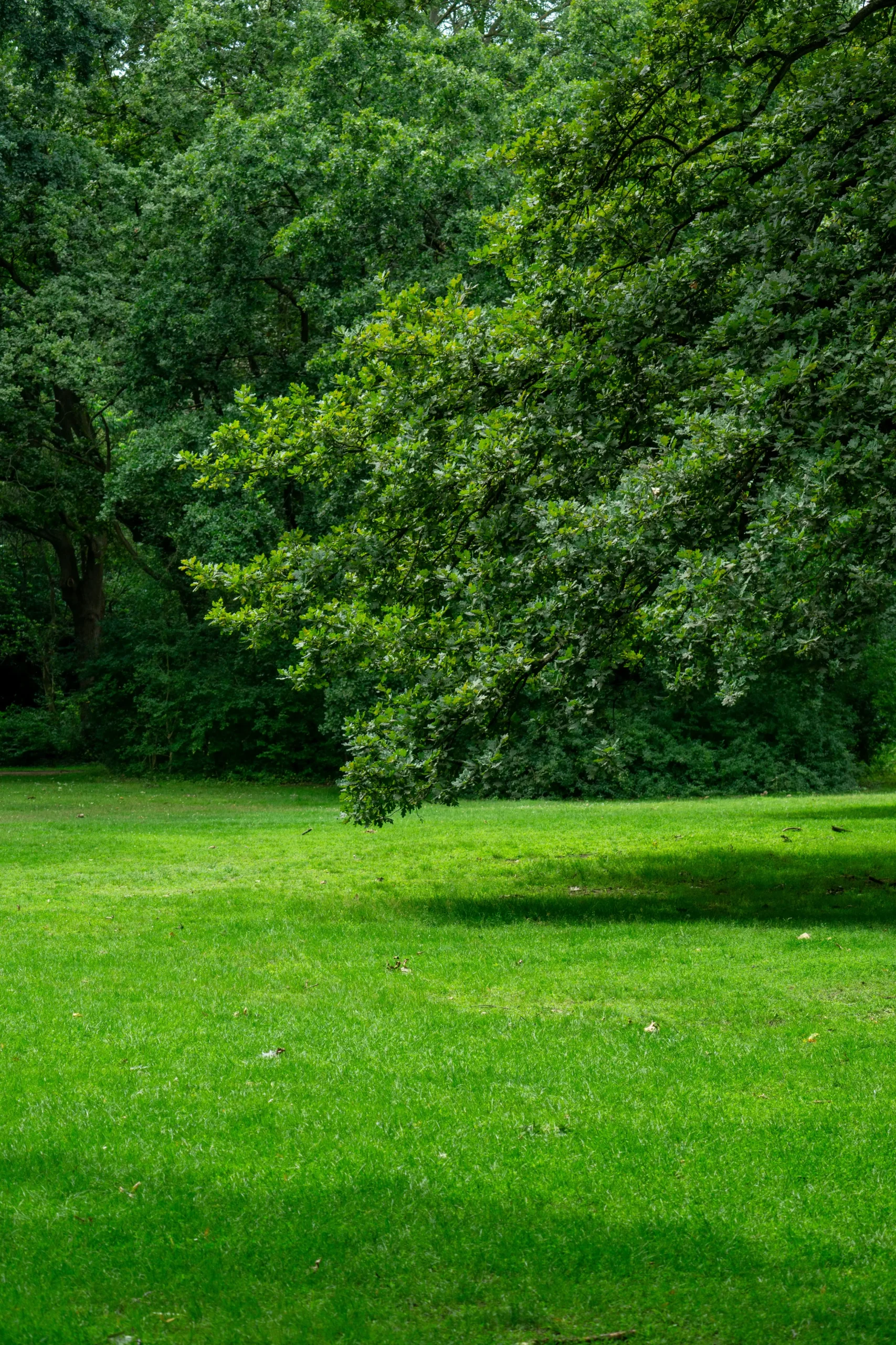 Fall Landscaping Checklist: Prepare Your Lawn and Garden for Winter