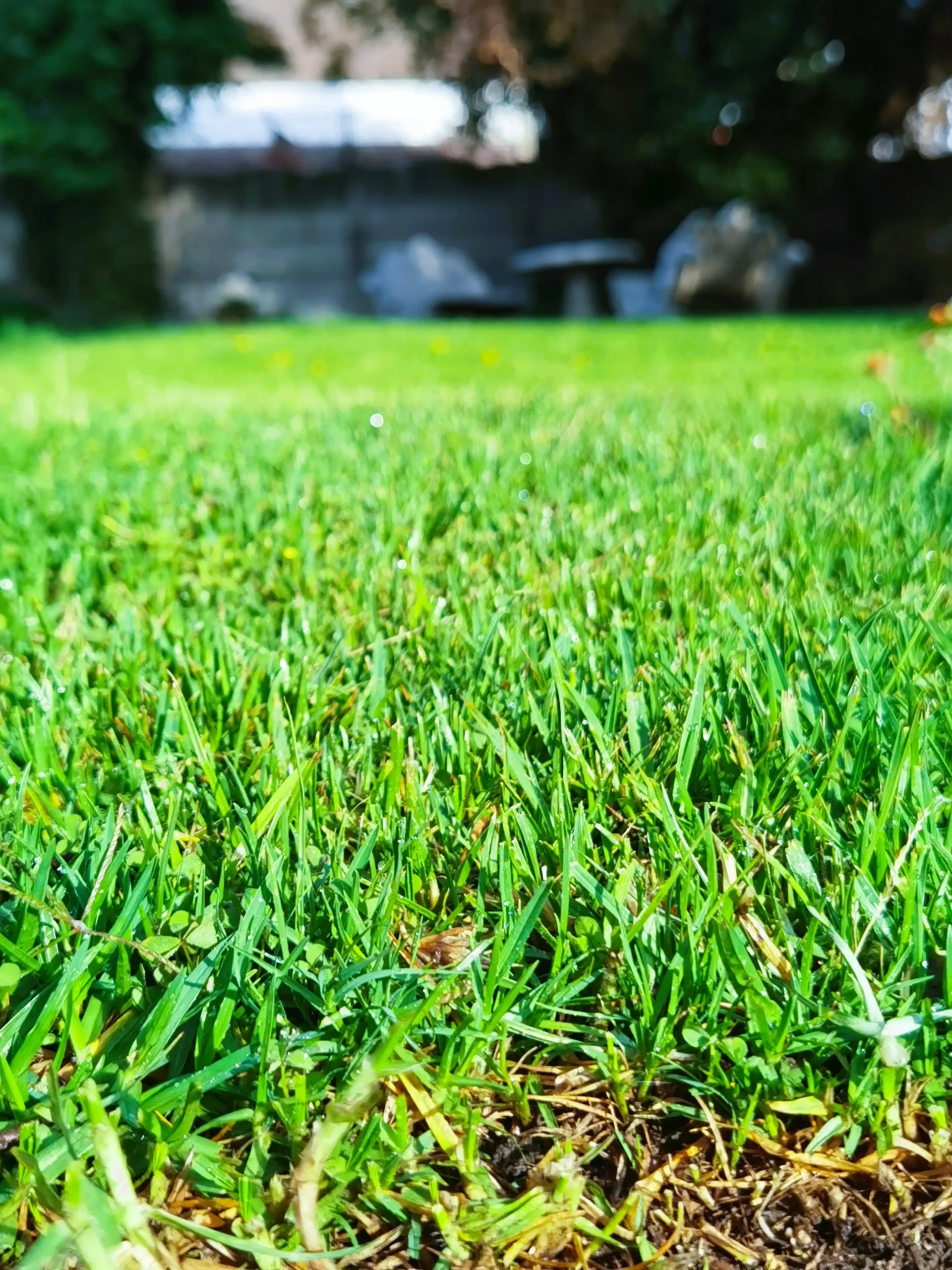 Fall Landscaping Checklist: Prepare Your Lawn and Garden for Winter