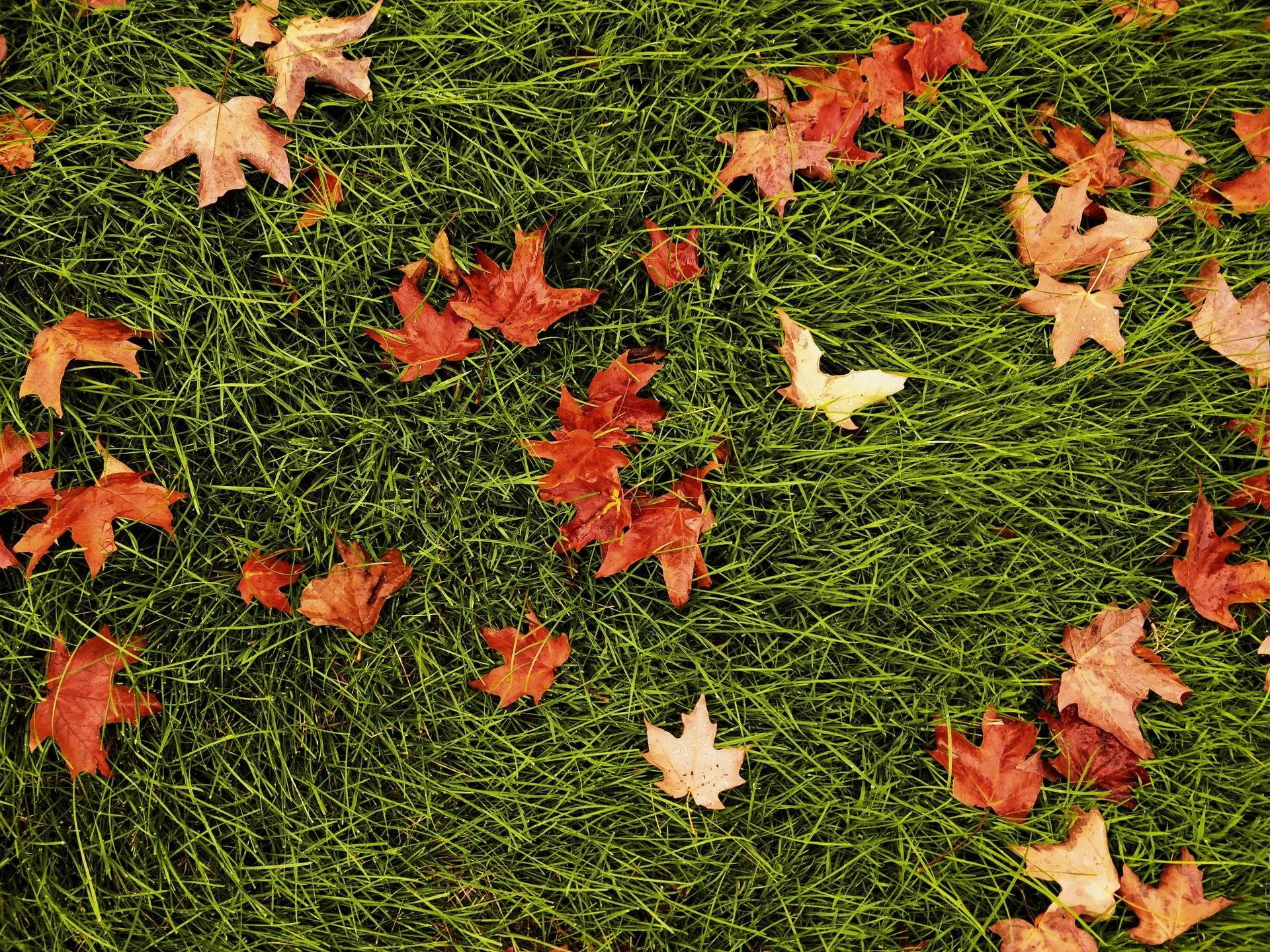 Seasonal Landscaping Advice for a Beautiful Yard All Year