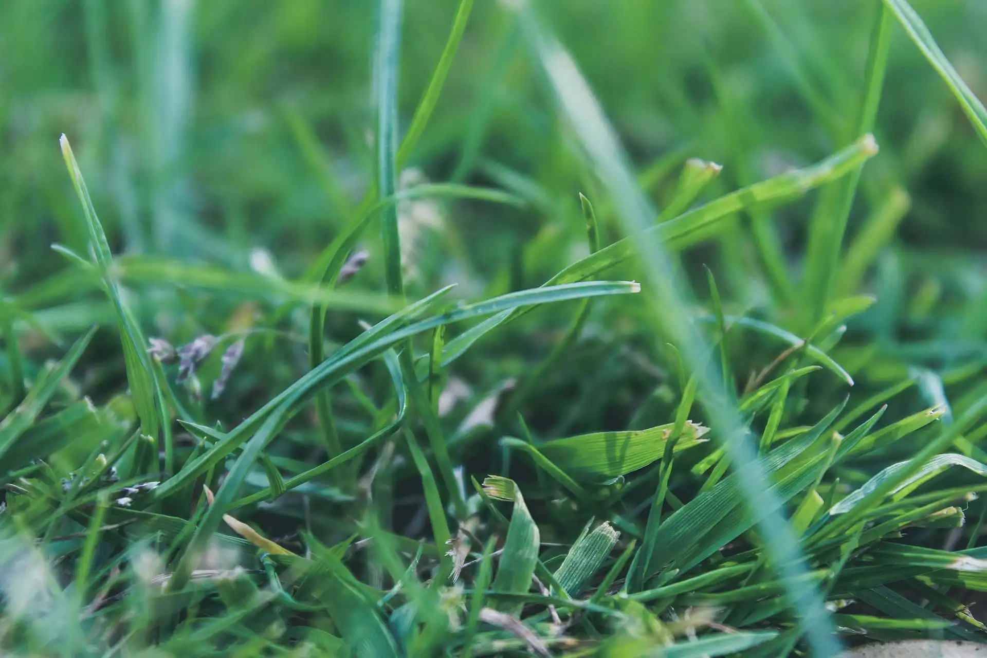 Unlocking Your Healthier Yard: A No-Nonsense Guide to Mow Your Lawn Like a Pro