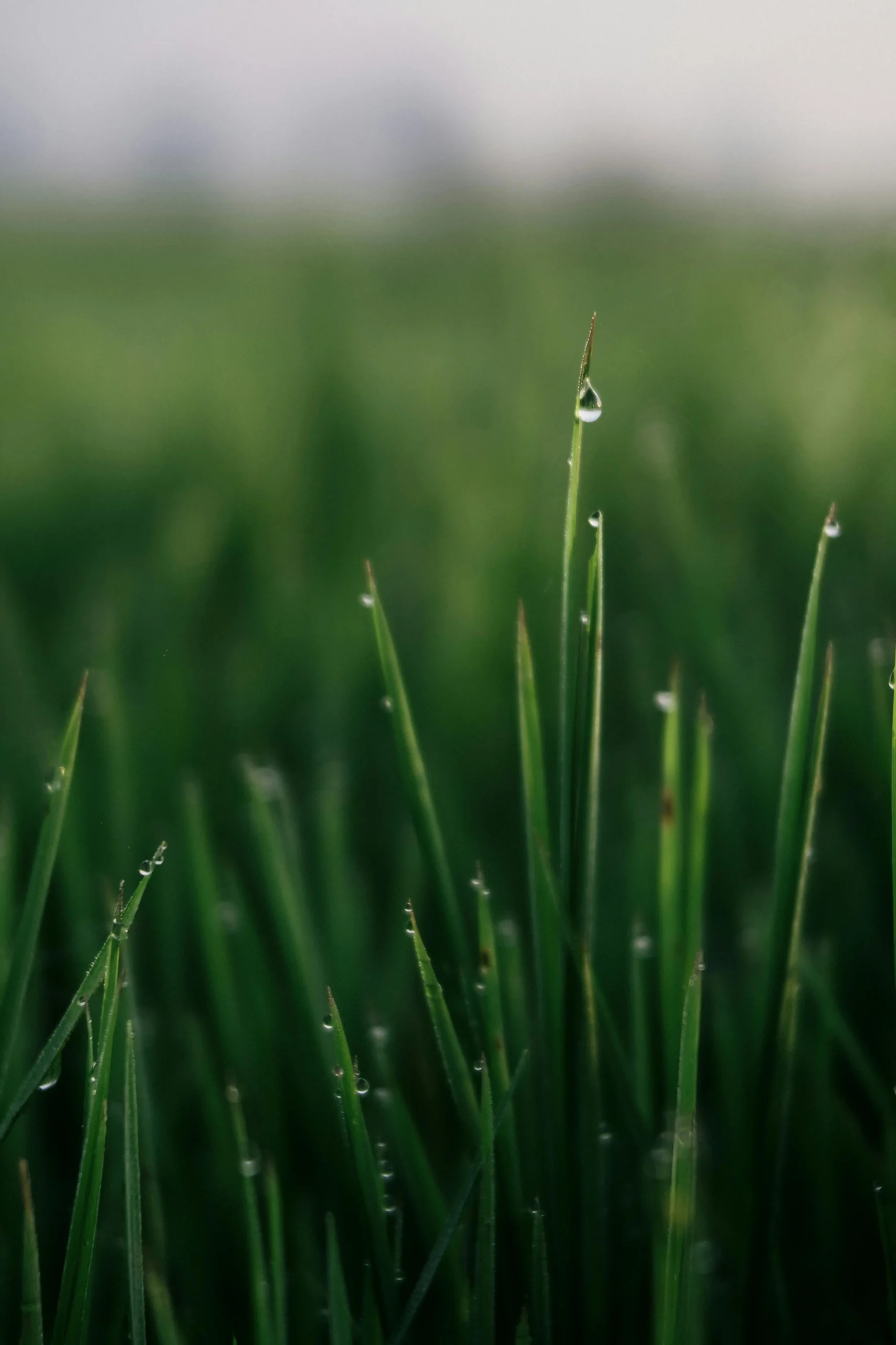 Unlocking Your Healthier Yard: A No-Nonsense Guide to Mow Your Lawn Like a Pro