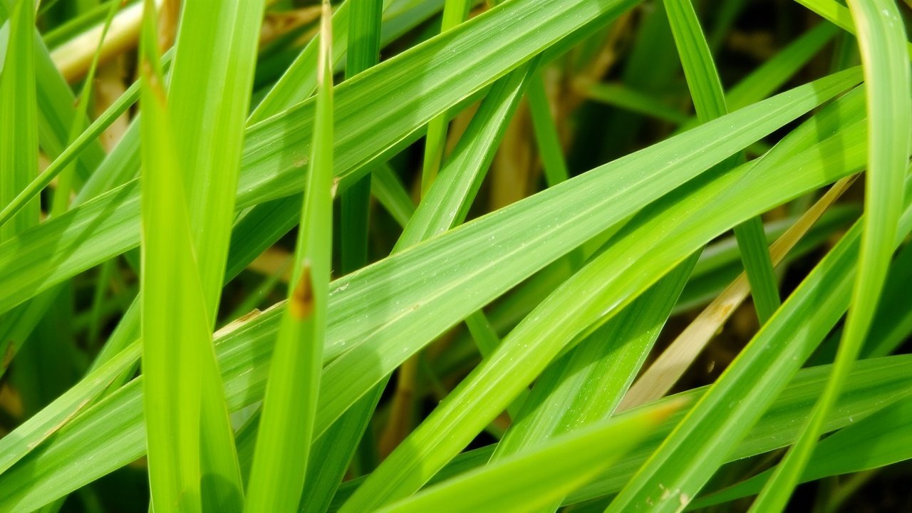 Natural Grass Landscaping Ideas | Destiny Landscape