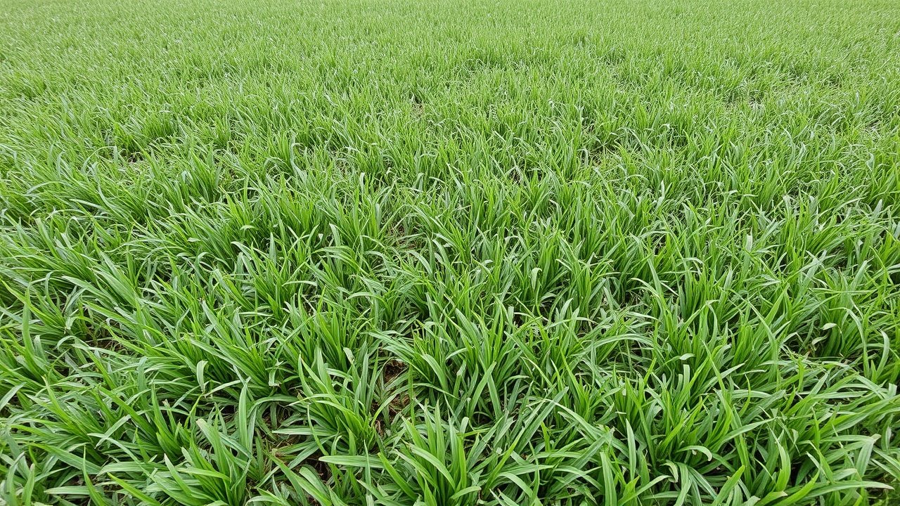Natural Grass Landscaping Ideas | Destiny Landscape