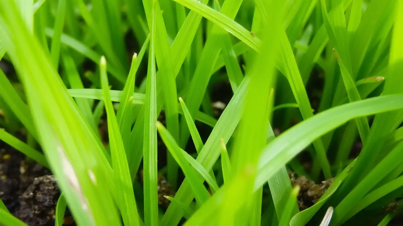 Drainage and Soil Solutions for a Healthy, Sustainable Lawn Year-Round