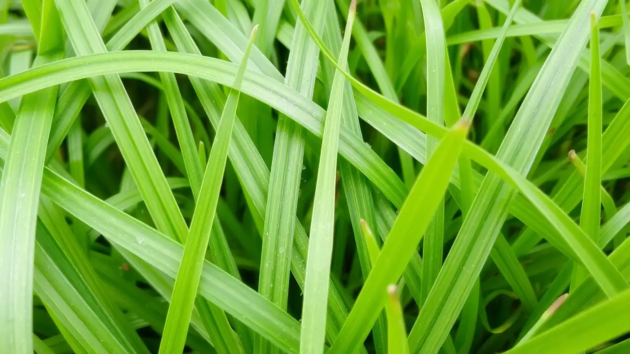 Hybrid Grass Technology: The New Trend in American Landscape Design