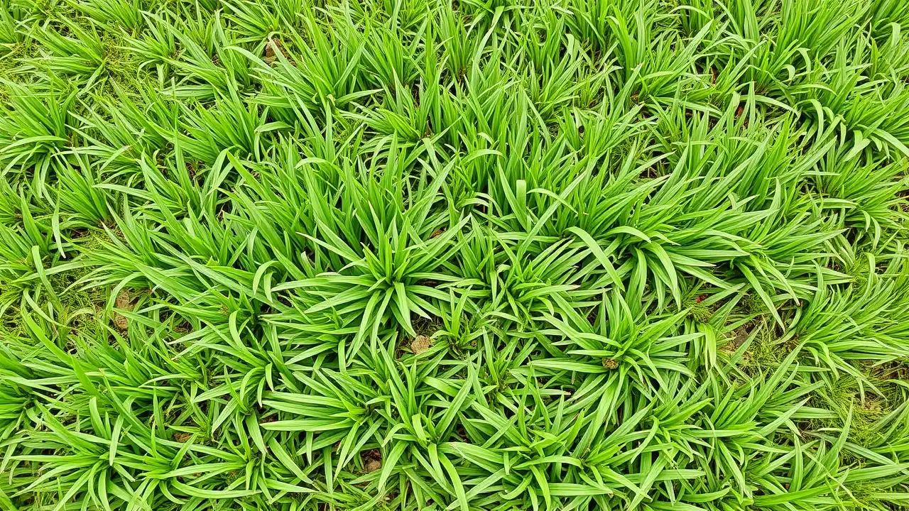 Hybrid Grass Technology: The New Trend in American Landscape Design