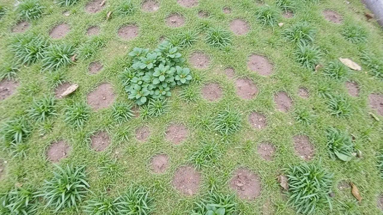 Lawn Aeration Made Simple | Boost Soil Health & Grass Growth Naturally