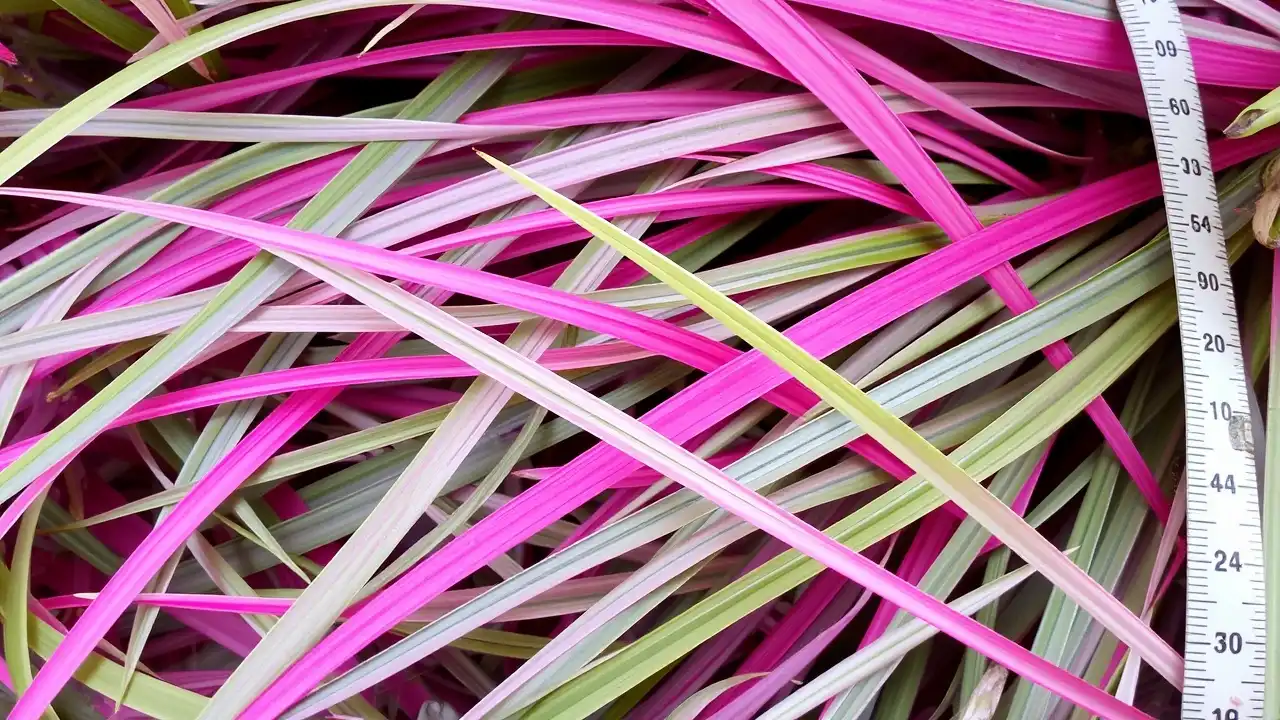 A close-up of vibrant grass blades with a measuring tape beside them.