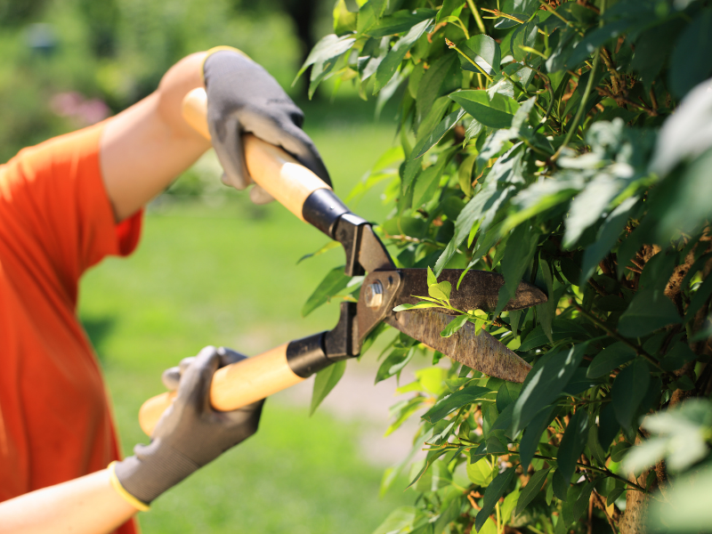 How to Cut Your Lawn Like a Pro with a Free Landscape Design App 3