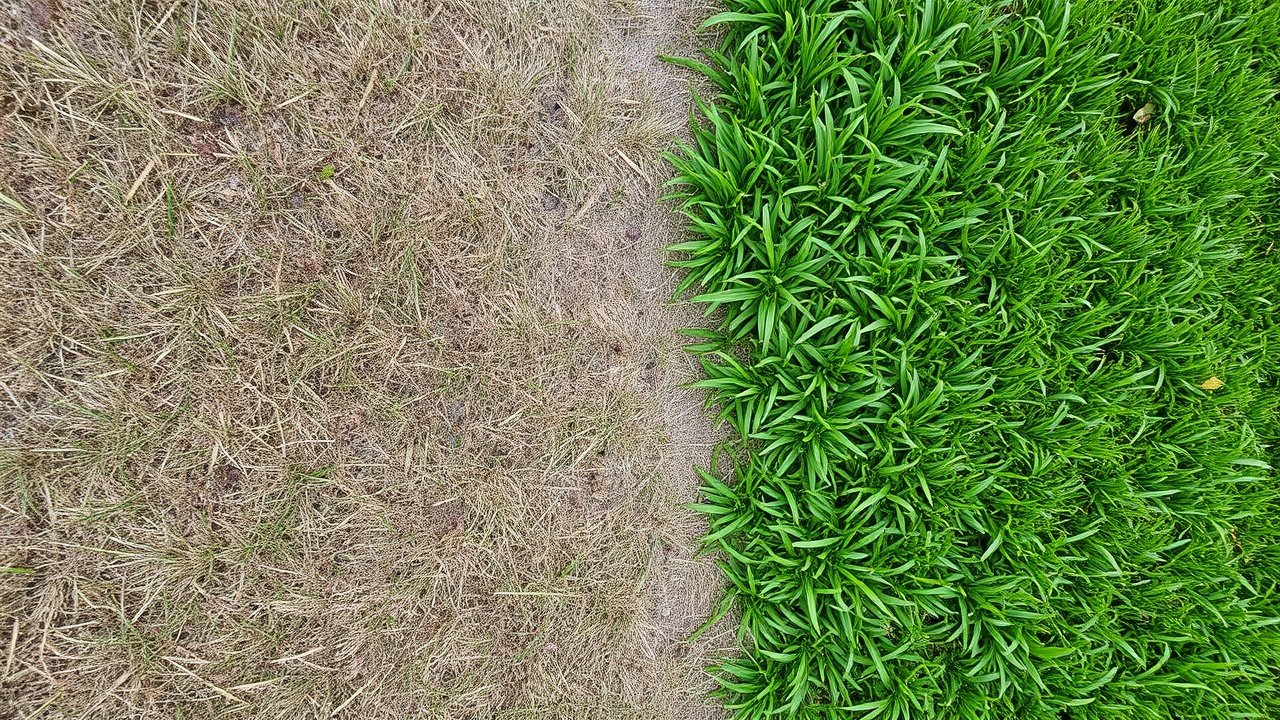 A dull brown area of lawn beside a vivid green area.