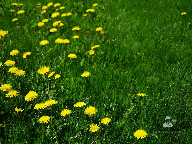 The Ultimate Complete Guide to Lawn Care & Maintenance