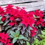 How to Combine Plant Colors and Materials for a Harmonious Garden Design