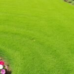 Lawn Care & Landscape Service: Maintenance and Commercial Options