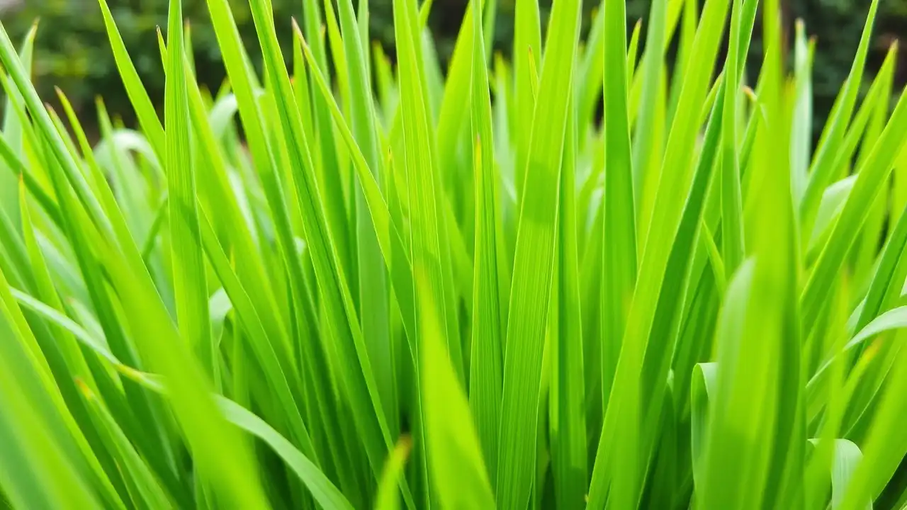 Expert Lawn Care Tips for a Healthy, Green Yard