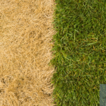 The Ultimate Organic Lawn Care Schedule for a Healthier Greener Yard 1