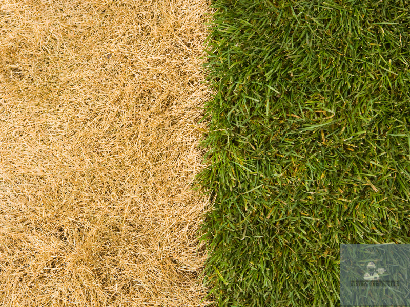 The Ultimate Organic Lawn Care Schedule for a Healthier Greener Yard 1