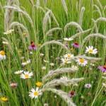 creating wildlife friendly backyards in urban areas 3