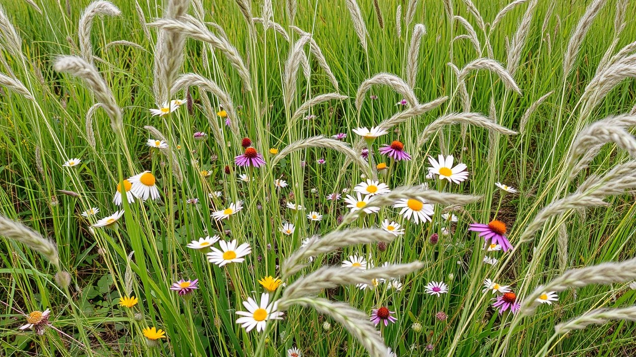 creating wildlife friendly backyards in urban areas 3