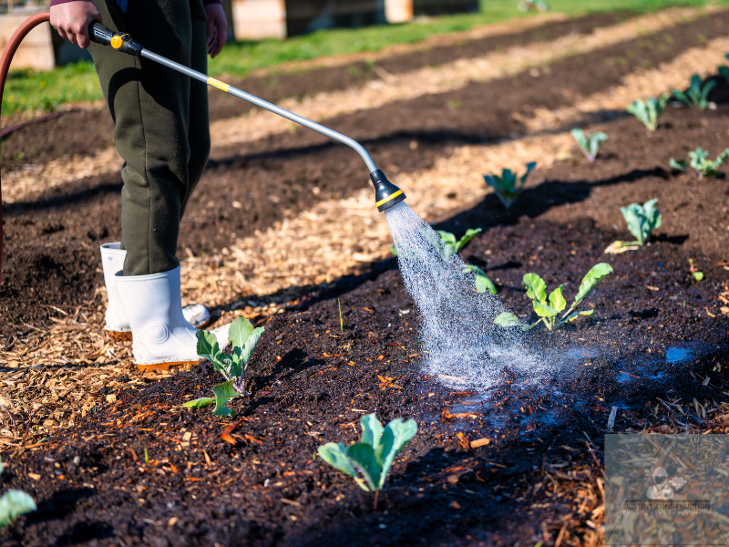 eco friendly garden pest control without chemicals 2