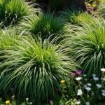 23 best landscaping plants for a low maintenance garden