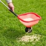 how to feed your grass the right way