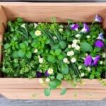 take home container ideas from rhs malvern 2026