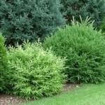 best evergreen trees and shrubs for year round privacy