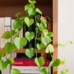 beyond fiddle leaf fig indoor tree houseplant alternatives