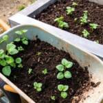 landscape design a garden guide for beginners