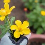 low maintenance yellow rose bush for the home gardener