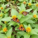 native plants for u s home landscape wildlife planting