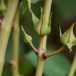 prune roses easy guide for shrub flower garden in early spring