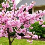 types of trees for your landscape arbor day foundation guide