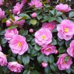 winter flowers blooms to bring color to your garden