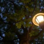 landscape lighting uplighting to highlight trees outdoors