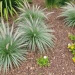 low maintenance garden proven winners with perennial flowers shrubs